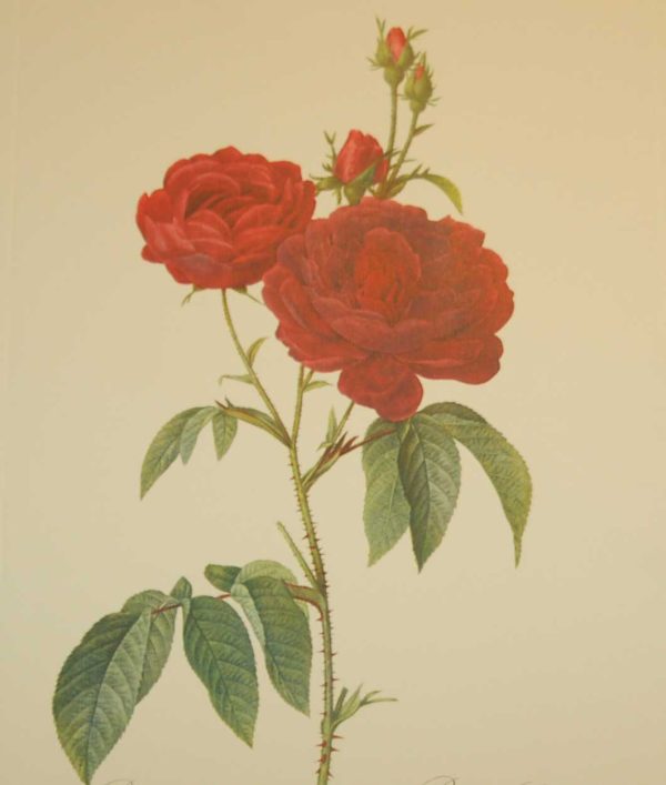 Beautiful vintage print after the legendary painter of Roses, P J Redouté, titled, Rosa Gallicia, Rosier Eveque.