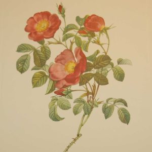 Beautiful vintage print after the legendary painter of Roses, P J Redouté, titled, Rosa Lumila, Rosier d'Amour.
