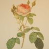 Beautiful vintage print after the legendary painter of Roses, P J Redouté, titled, Rosa Muscosa Multiplex, Rosier mousseux a fleurs doubles.