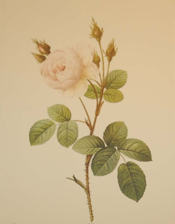Beautiful vintage print after the legendary painter of Roses, P J Redouté, titled, Rosa Muscosa Alba, Rosier Mousseux á fleurs blanches.