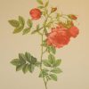 Beautiful vintage print after the legendary painter of Roses, P J Redouté, titled, Rosa Rapa, Rosier Turneps.