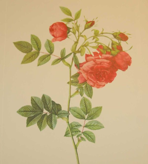 Beautiful vintage print after the legendary painter of Roses, P J Redouté, titled, Rosa Rapa, Rosier Turneps.