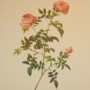 Beautiful vintage print after the legendary painter of Roses, P J Redouté, titled, Rosa Sepium flore submultiplia, Rosier des hayes a fleurs semi-doubles.