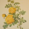 Beautiful vintage print after the legendary painter of Roses, P J Redouté, titled, Rosa Sulfurea, Rosier jaune de soufre.