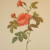 Beautiful vintage print after the legendary painter of Roses, P J Redouté, titled, Rosa Inermis, Rosier Turbines sans épines.