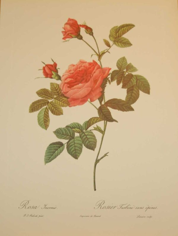 Beautiful vintage print after the legendary painter of Roses, P J Redouté, titled, Rosa Inermis, Rosier Turbine sans épines.