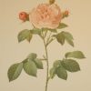 Beautiful vintage botanical print after the legendary painter of Roses, P J Redouté, titled, Rosa alba Regalis, Rosier blanc Royal.