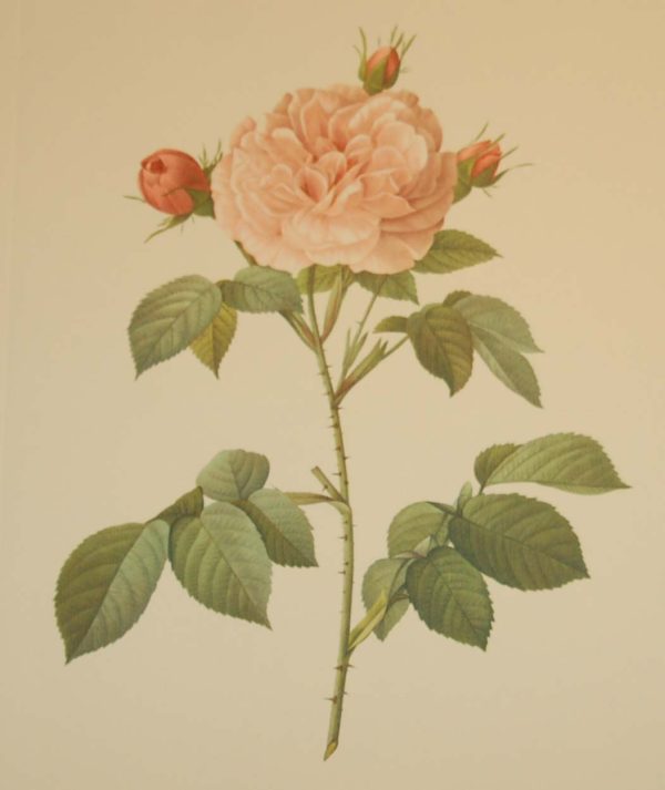 Beautiful vintage botanical print after the legendary painter of Roses, P J Redouté, titled, Rosa alba Regalis, Rosier blanc Royal.