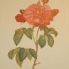 Beautiful vintage botanical print after the legendary painter of Roses, P J Redouté, titled, Galicia Aurelianensis, La Duchesse d'Orleans.