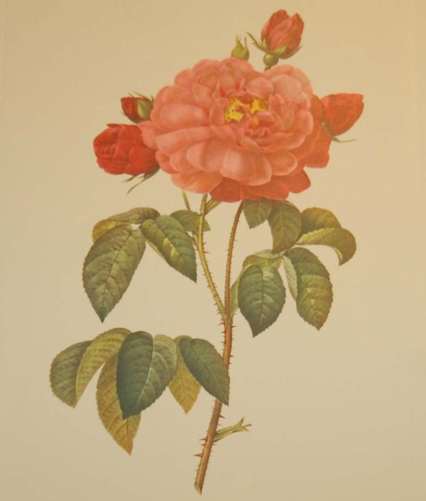 Beautiful vintage botanical print after the legendary painter of Roses, P J Redouté, titled, Galicia Aurelianensis, La Duchesse d'Orleans.