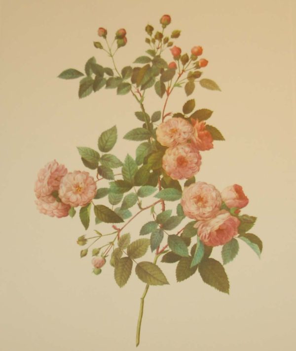 vintage botanical print after the legendary painter of Roses, P J Redouté, titled, Rosa Multiflora Carnea, Rosier Multiflora a fleurs Carnees.