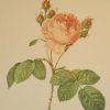 Beautiful vintage botanical print after the legendary painter of Roses, P J Redouté, titled, Rosa Centifolia, Rosierá cent feuilles.