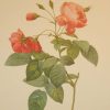 vintage botanical print after the legendary painter of Roses, P J Redouté, titled, Rosa Reclinata flore sub multiplia.