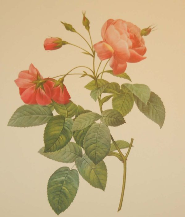 vintage botanical print after the legendary painter of Roses, P J Redouté, titled, Rosa Reclinata flore sub multiplia.