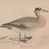 Hand coloured antique bird print from 1888 titled American Wigeon. The prints where done by the Reverend F O Morris.