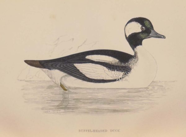 Hand coloured antique bird print from 1888 titled Buffel Headed Duck. The prints where done by the Reverend F O Morris.