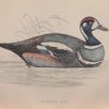 Hand coloured antique bird print from 1888 titled Harlequin Duck . The prints where done by the Reverend F O Morris.