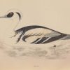 Hand coloured antique bird print from 1888 titled Smew . The prints where done by the Reverend F O Morris.