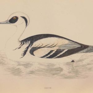 Hand coloured antique bird print from 1888 titled Smew . The prints where done by the Reverend F O Morris.