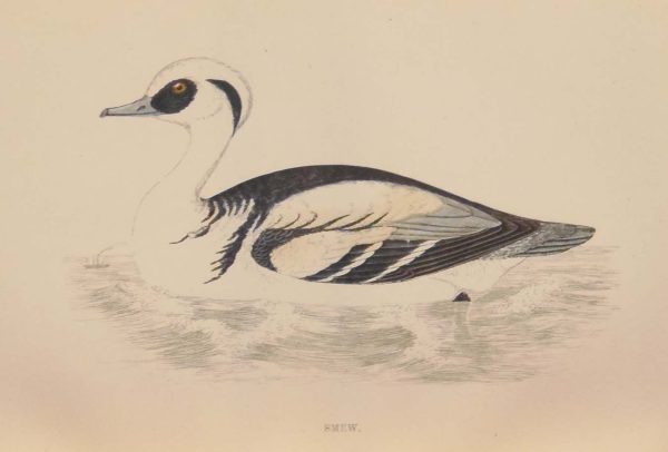 Hand coloured antique bird print from 1888 titled Smew . The prints where done by the Reverend F O Morris.