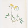 Helianthemum Oelandicum & Viola Biflora a pair of antique botanical prints published in 1872.