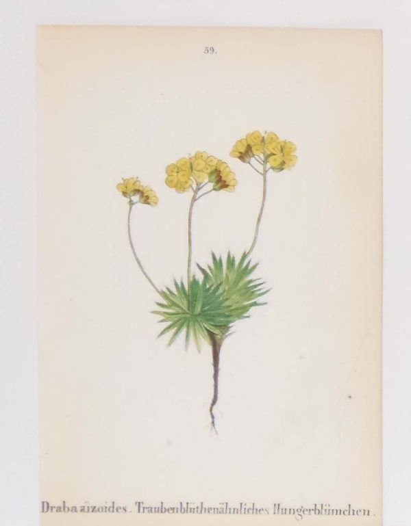Saponaria Lutea & Draba Aizoides a pair of antique botanical prints published in 1872.