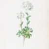 Silene Alpestris & Thlaspi Alpinum a pair of antique botanical prints published in 1872.