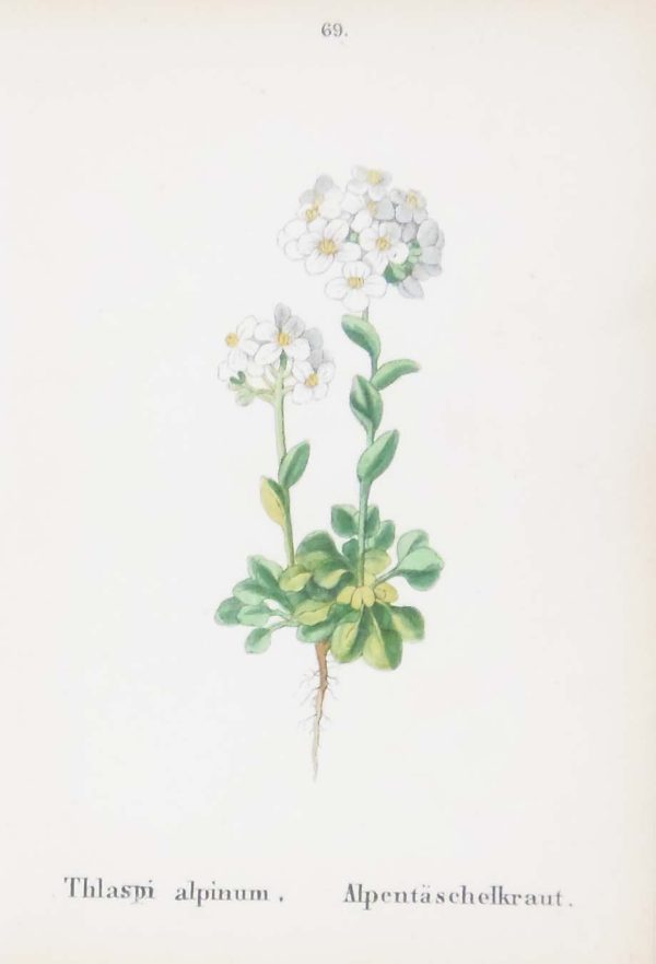 Silene Alpestris & Thlaspi Alpinum a pair of antique botanical prints published in 1872.