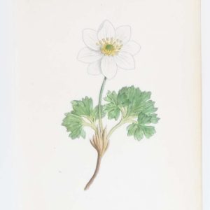 Anemone Baldensis & Anemone Lariciflora a pair of antique botanical prints published in 1872.