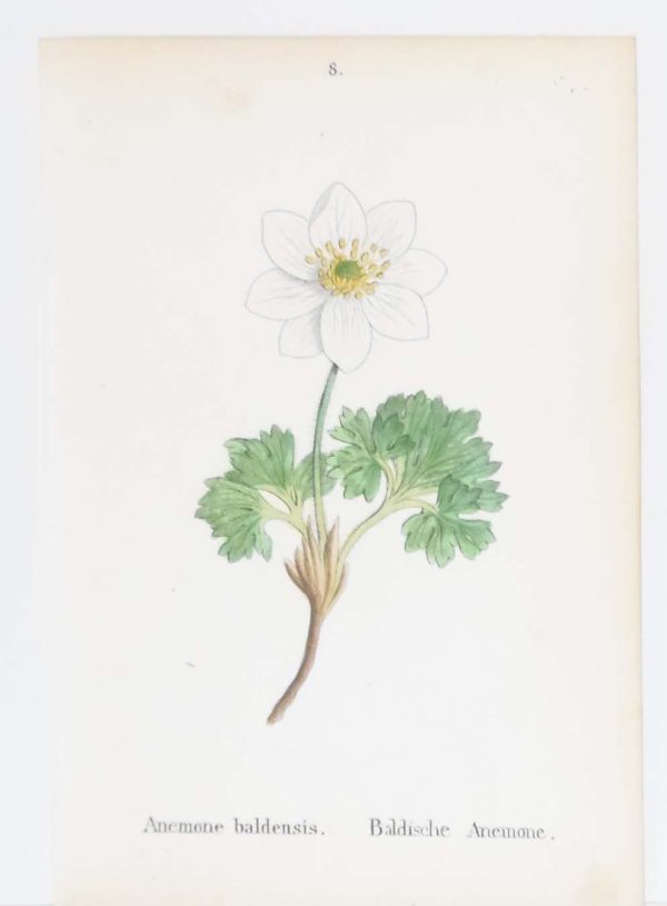 Anemone Baldensis & Anemone Lariciflora a pair of antique botanical prints published in 1872.