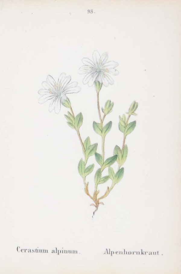 Cerastrium Alpinum & Anemone Brifolia a pair of antique botanical prints published in 1872.