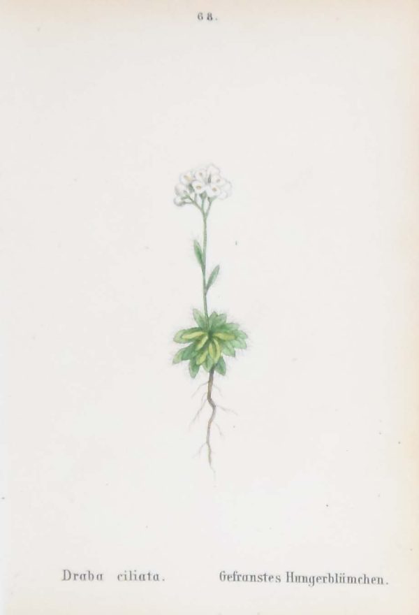 Draba Ciliata & Draba Incana a pair of antique botanical prints published in 1872.