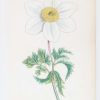 Anemone Narcissiflora & Anemone Alpina a pair of antique botanical prints published in 1872.