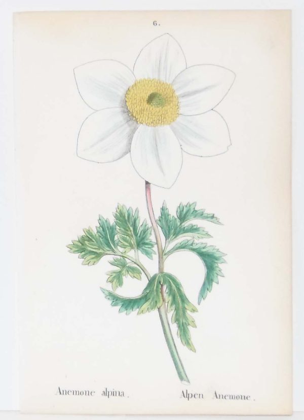 Anemone Narcissiflora & Anemone Alpina a pair of antique botanical prints published in 1872.