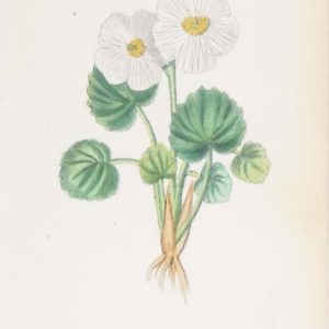 Ranunculus Aconitifolius & Ranunculus Erenatus a pair of antique botanical prints published in 1872.