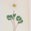 Ranunculus Rutaefolius & Ranunculus Anemonoides a pair of antique botanical prints published in 1872.