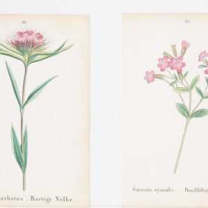Dianthus Barbatus & Saponaria Ocynoides a pair of antique botanical prints published in 1872.