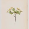 Draba Sauteri & Draba Zahlbruckneri a pair of antique botanical prints published in 1872.