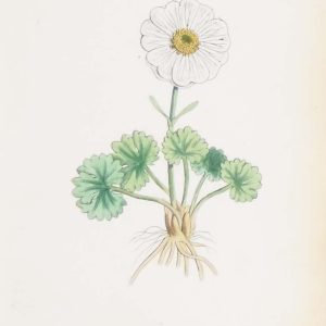 Ranunculus Alpestris & Ranunculus Traunfellneri a pair of antique botanical prints published in 1872.