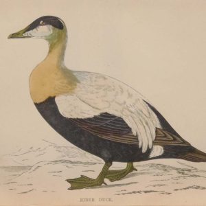 Hand coloured antique bird print from 1888 titled Eider Duck. The prints where done by the Reverend F O Morris.