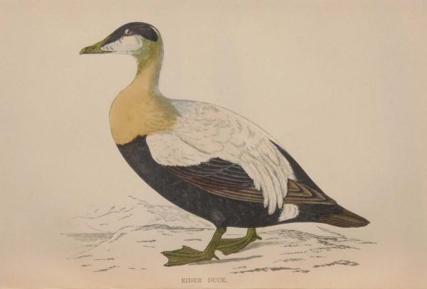 Hand coloured antique bird print from 1888 titled Eider Duck. The prints where done by the Reverend F O Morris.