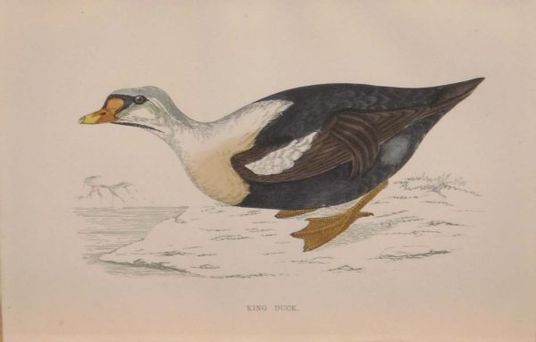 Hand coloured antique bird print from 1888 titled King Duck. The prints where done by the Reverend F O Morris.