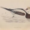 Hand coloured antique bird print from 1888 titled Long Tailed Duck. The prints where done by the Reverend F O Morris.