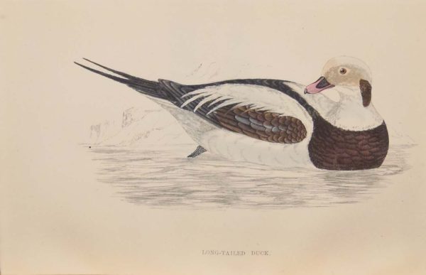 Hand coloured antique bird print from 1888 titled Long Tailed Duck. The prints where done by the Reverend F O Morris.
