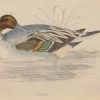 Hand coloured antique bird print from 1888 titled Pintail. The prints where done by the Reverend F O Morris.