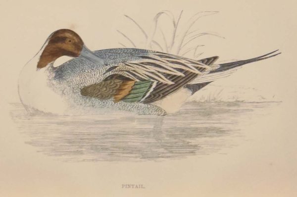 Hand coloured antique bird print from 1888 titled Pintail. The prints where done by the Reverend F O Morris.