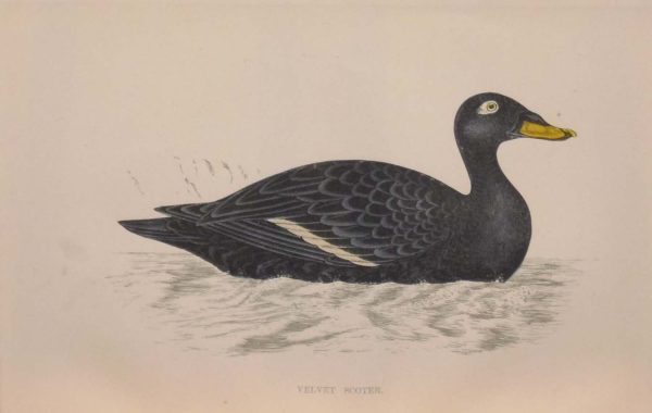 Hand coloured antique bird print from 1888 titled Velvet Scoter. The prints where done by the Reverend F O Morris.
