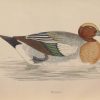 Hand coloured antique bird print from 1888 titled Wigeon. The prints where done by the Reverend F O Morris.