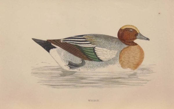 Hand coloured antique bird print from 1888 titled Wigeon. The prints where done by the Reverend F O Morris.