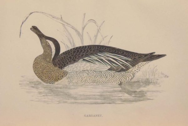 Hand coloured antique bird print from 1888 titled Garganey. The prints where done by the Reverend F O Morris.